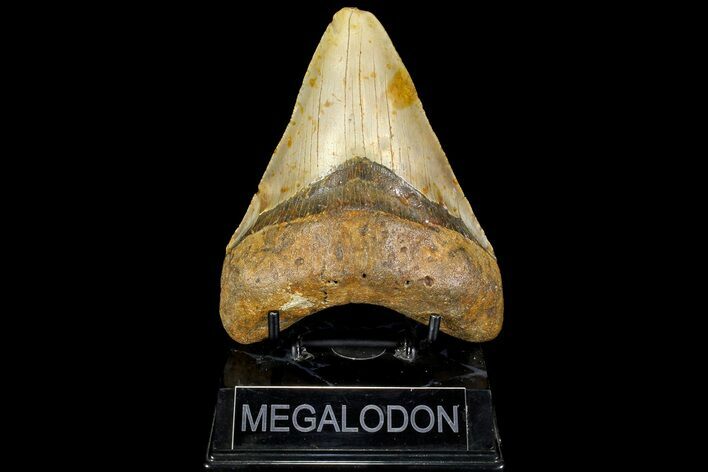 Fossil Megalodon Tooth - North Carolina #109784